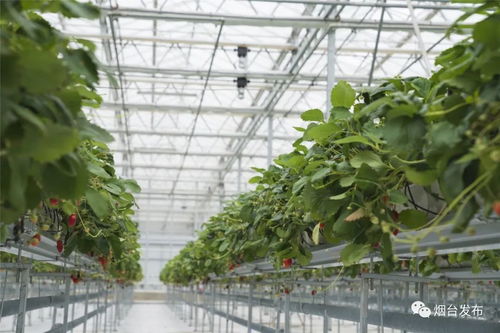 仙境烟台的缤纷一日 别开生面的品牌农产品推介温室之旅