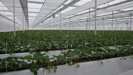 区委书记郝宪庆率队赴沪、鲁洽谈签约 深化农业合作引领现代化温室发展